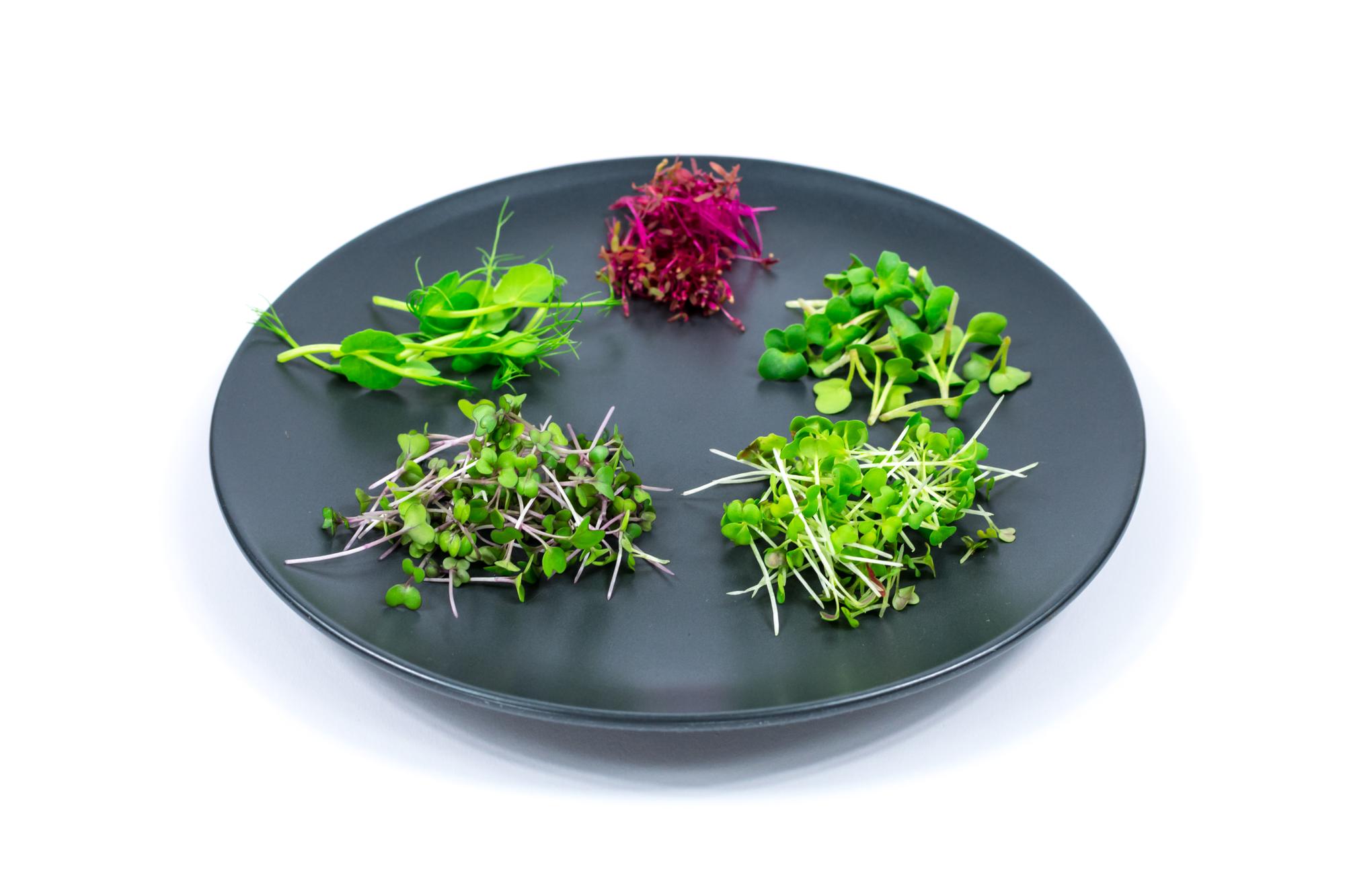 Plated seasonal salad with microgreens